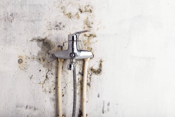 Best Industrial Mold Remediation in Macon, MS