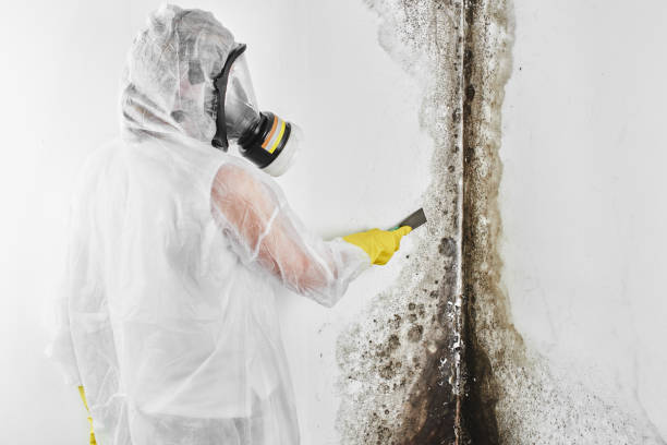 Best Black Mold Remediation in Macon, MS