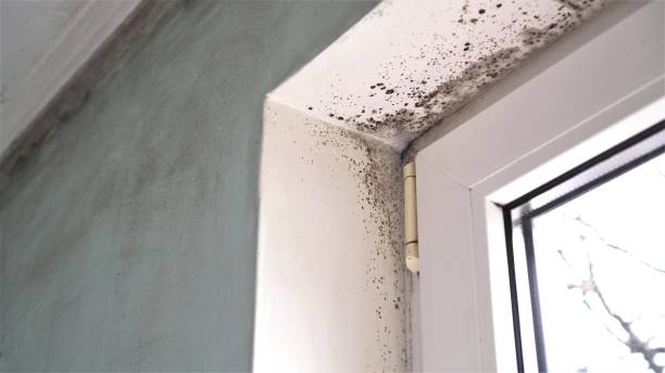 Best DIY Mold Remediation Support Services in Macon, MS