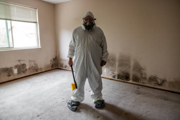 Best DIY Mold Remediation Support Services in Macon, MS